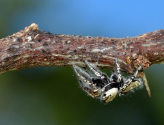Phidippus carolinensis