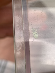Polydrusus formosus