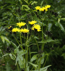 Picris japonica kamtschatica