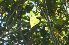 Heliocarpus