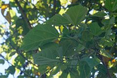 Heliocarpus