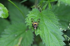Volucella bombylans