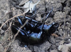 Pasimachus elongatus