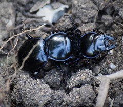 Pasimachus elongatus