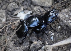 Pasimachus elongatus
