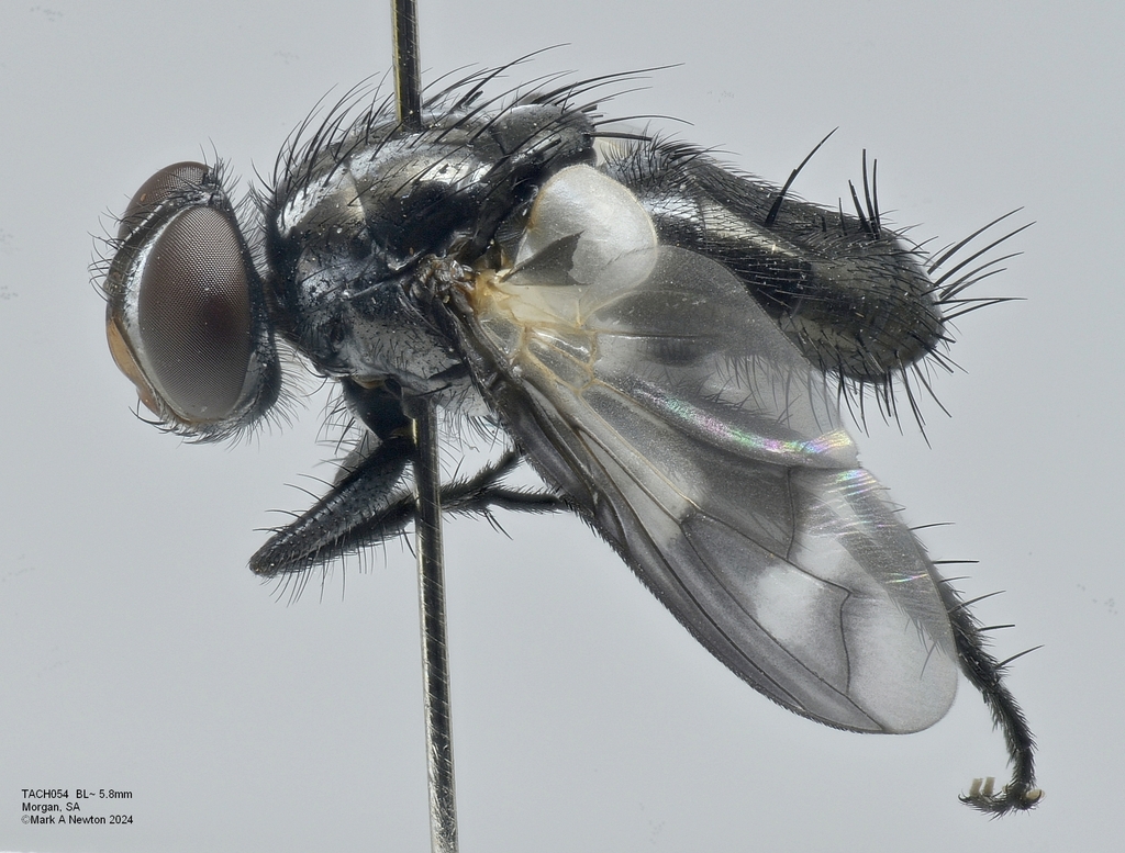 Euthera rieki