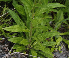 Picris japonica kamtschatica