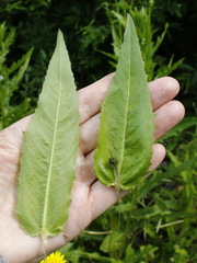 Picris japonica kamtschatica