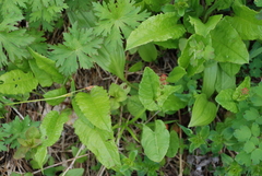 Rumex lapponicus