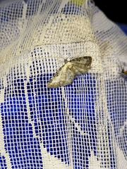 Eupithecia succenturiata