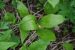 Allium ochotense