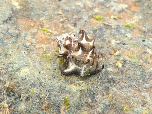 Menathais tuberosa (Röding, 1798)