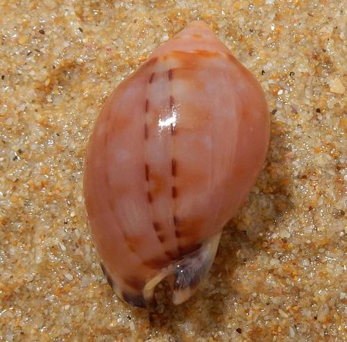 Semicassis zeylanica