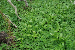 Allium ochotense