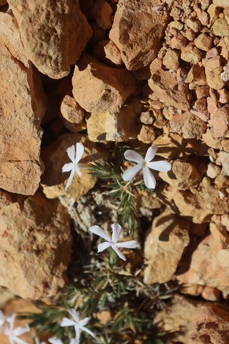 Red Canyon Phlox (Phlox gladiformis)