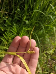 Carex granularis