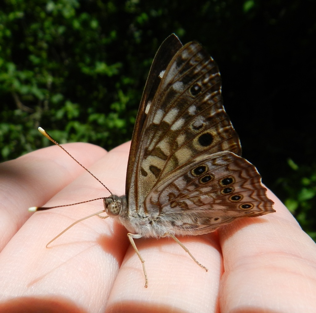 Hackberry Emperor (Butterflies of Tucson, Arizona) · iNaturalist