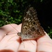 Hackberry Emperor - Photo (c) Matthew O'Donnell, some rights reserved (CC BY-NC-SA)