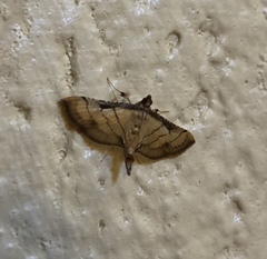 Cnaphalocrocis