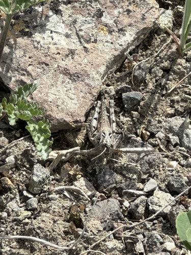 Brown-spotted Range Grasshopper photo 6