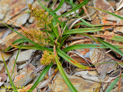 Carex satsumensis