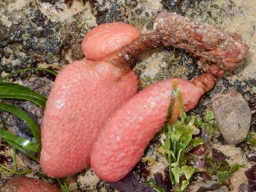 Gynandrocarpa placenta
