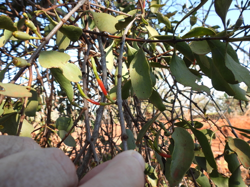 Image of Lysiana spathulata by (c) Mark Clarke, some rights reserved (CC BY)