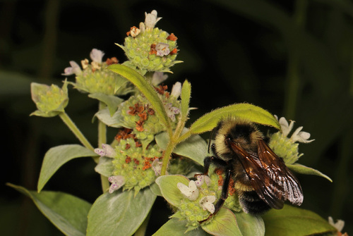 Lemon Cuckoo Bumble Bee photo 6