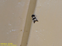 Phlogophora albovittata