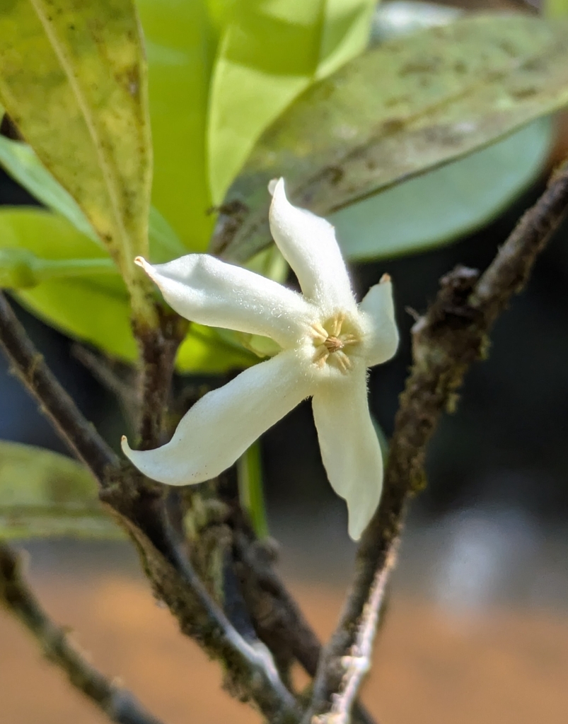 Malouetia tamaquarina