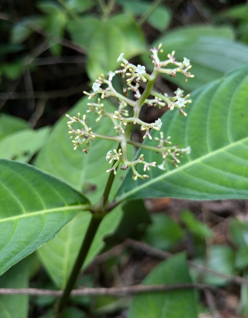 Palicourea carruthersii