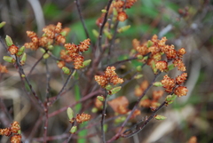 Myrica gale tomentosa