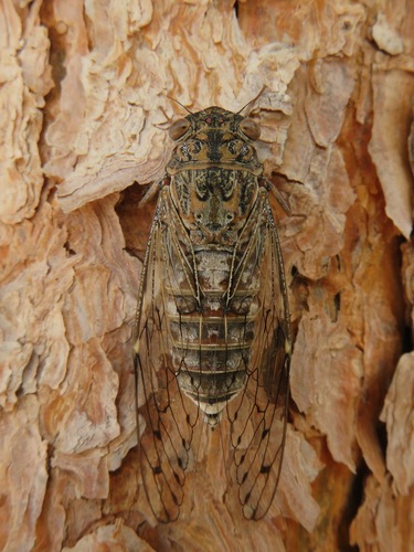 Cicada barbara