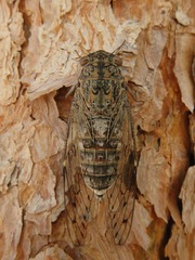 Cicada barbara