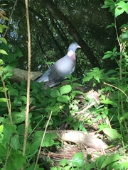 Columba palumbus