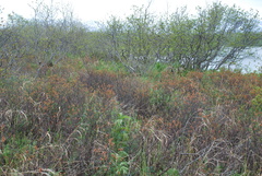 Myrica gale tomentosa