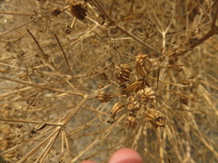 Graphosoma semipunctatum