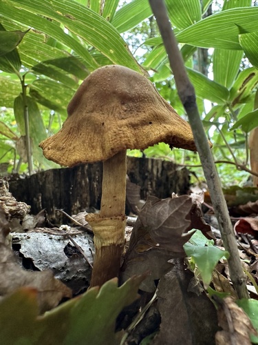 Descolea flavoannulata