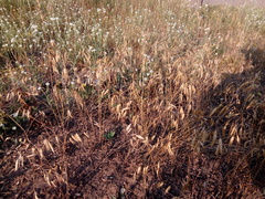 Bromus squarrosus