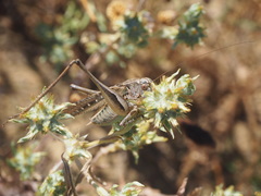 Platycleis grisea