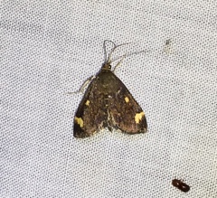 Pyrausta generosa