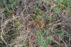 Myrica gale tomentosa