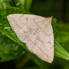 Zanclognatha pedipilalis