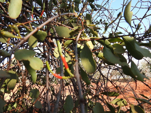 Image of Flat-Leaved Mistletoe (Lysiana spathulata) by (c) Mark Clarke, some rights reserved (CC BY)