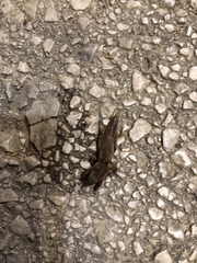 Gryllotalpa krimbasi