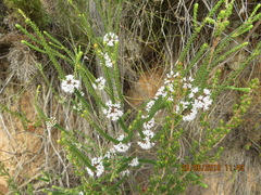 Agathosma roodebergensis