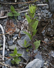Scutellaria yezoensis