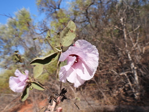 Image of Gossypium australe by (c) Mark Clarke, some rights reserved (CC BY)