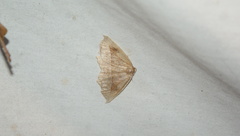 Eutrapela clemataria