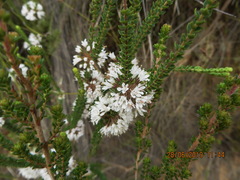 Agathosma roodebergensis